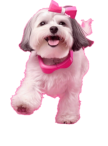 Ilpet Grooming: O melhor banho e tosa no Ipiranga - Conheça 1