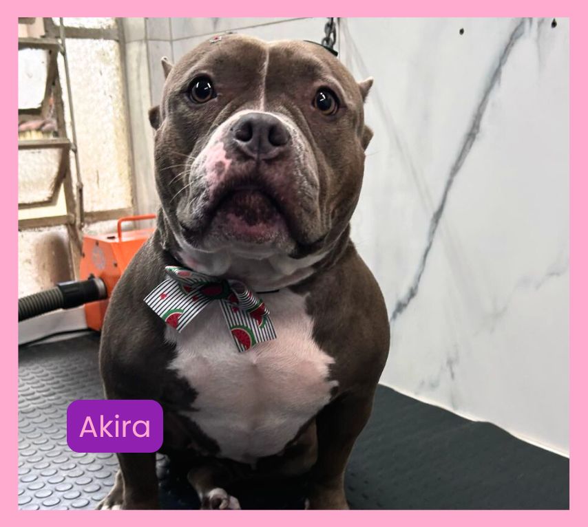 Ilpet Grooming: O melhor banho e tosa no Ipiranga - Conheça 12 Akira