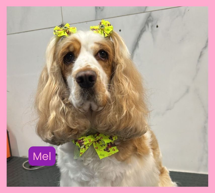 Ilpet Grooming: O melhor banho e tosa no Ipiranga - Conheça 11 Mel