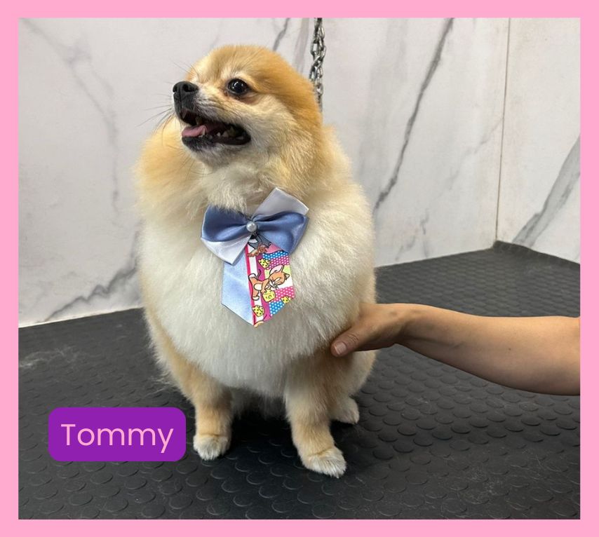 Ilpet Grooming: O melhor banho e tosa no Ipiranga - Conheça 9 Tommy