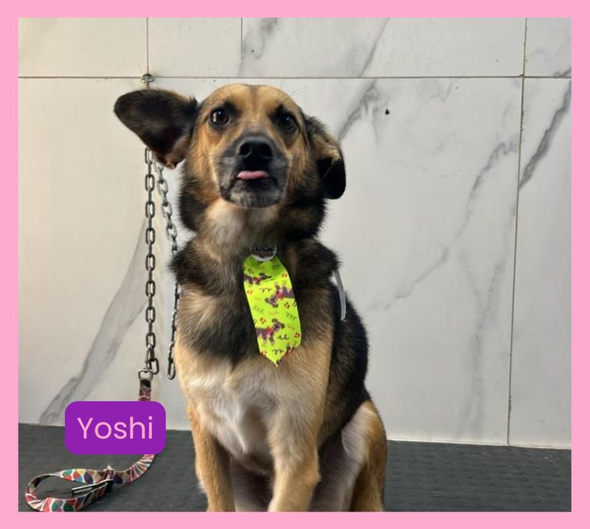 Ilpet Grooming: O melhor banho e tosa no Ipiranga - Conheça 10 Yoshi