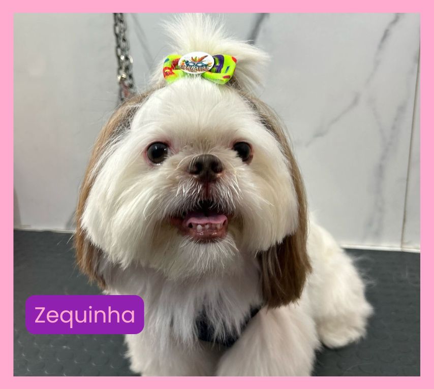 Ilpet Grooming: O melhor banho e tosa no Ipiranga - Conheça 13 Zequinha
