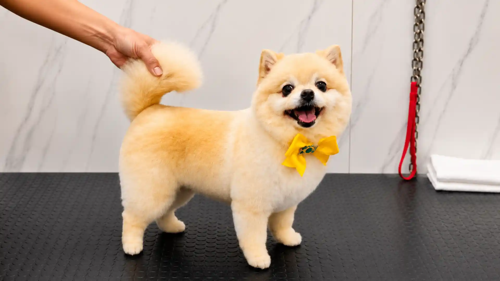Groomer especializado realizando acabamento