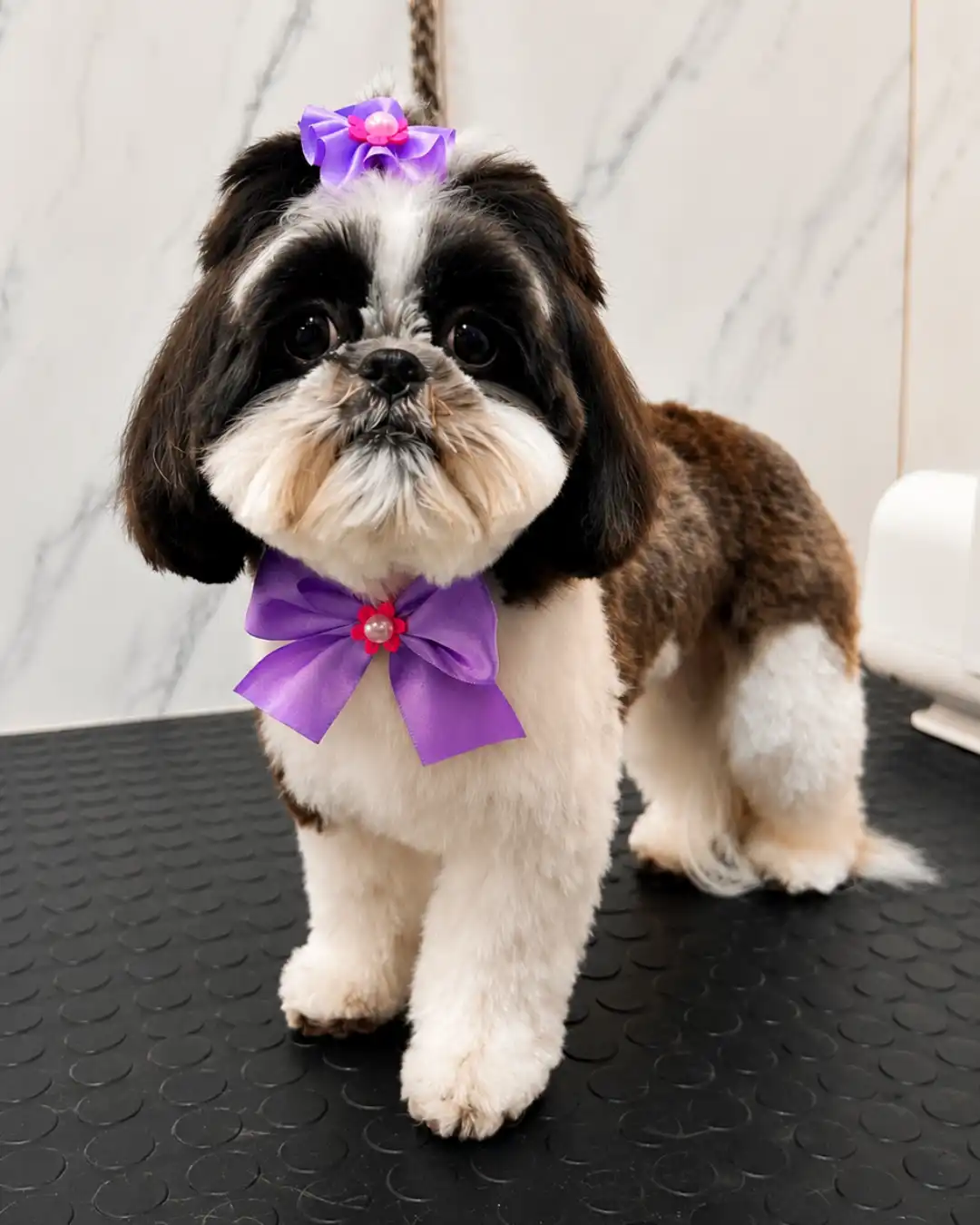Shih-Tzu — Tosa na Máquina — resultado real na ILPET Grooming, Ipiranga