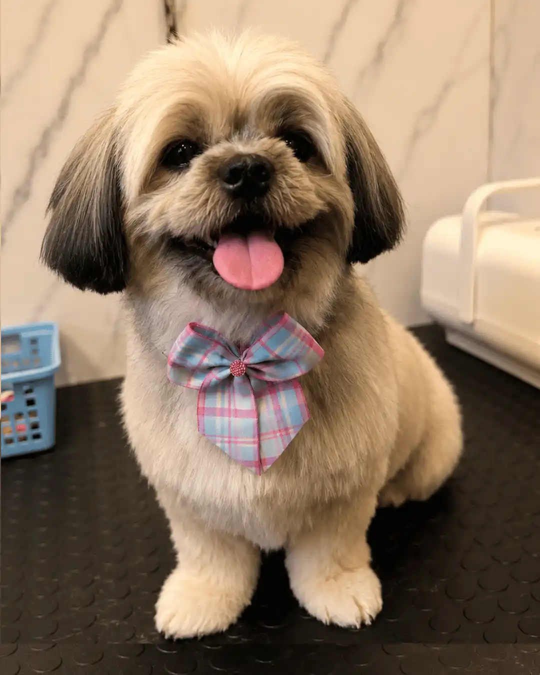 Shih-Tzu — Tosa na Máquina — resultado real na ILPET Grooming, Ipiranga