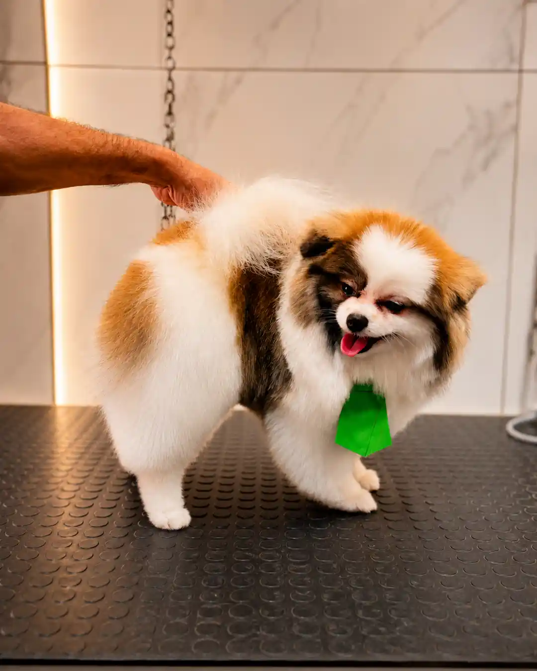 Spitz Alemão — Tosa na Tesoura — resultado real na ILPET Grooming, Ipiranga