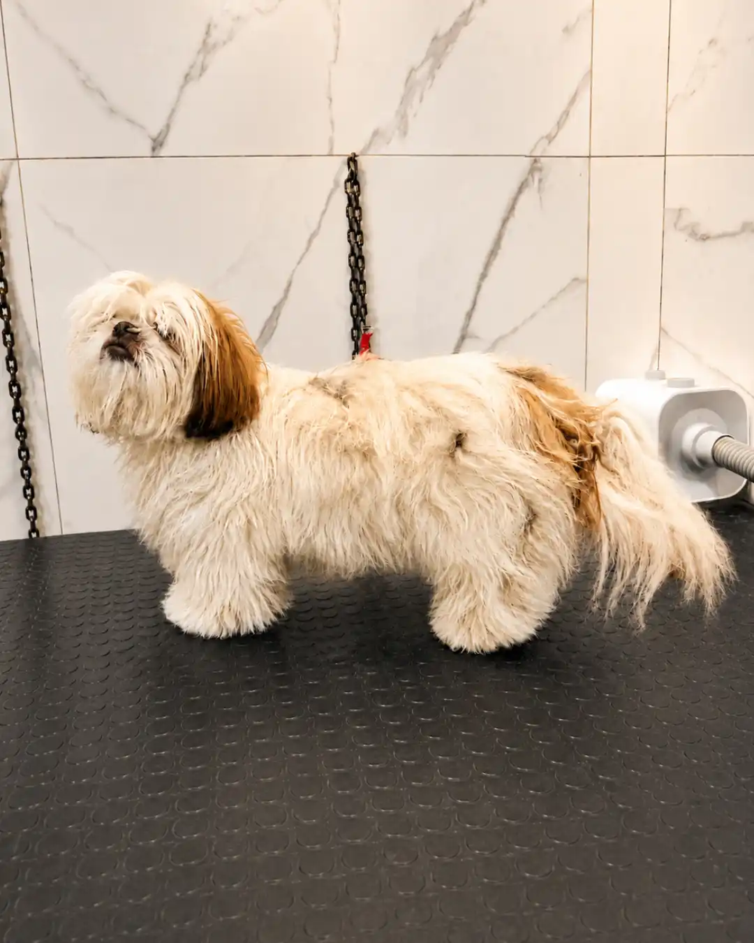 Shih-Tzu antes da aparação de saia na Ilpet Grooming no Ipiranga