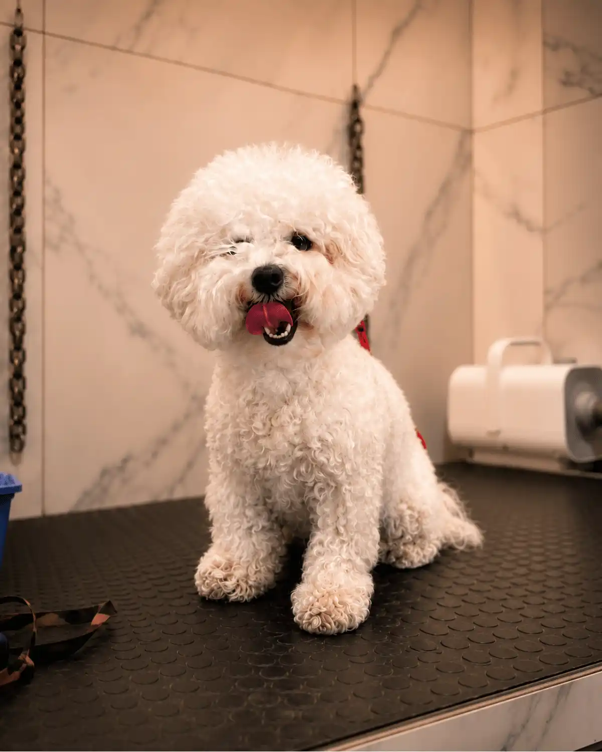 Bichon Frisé antes da tosa da raça com Andréa Miranda no Ipiranga