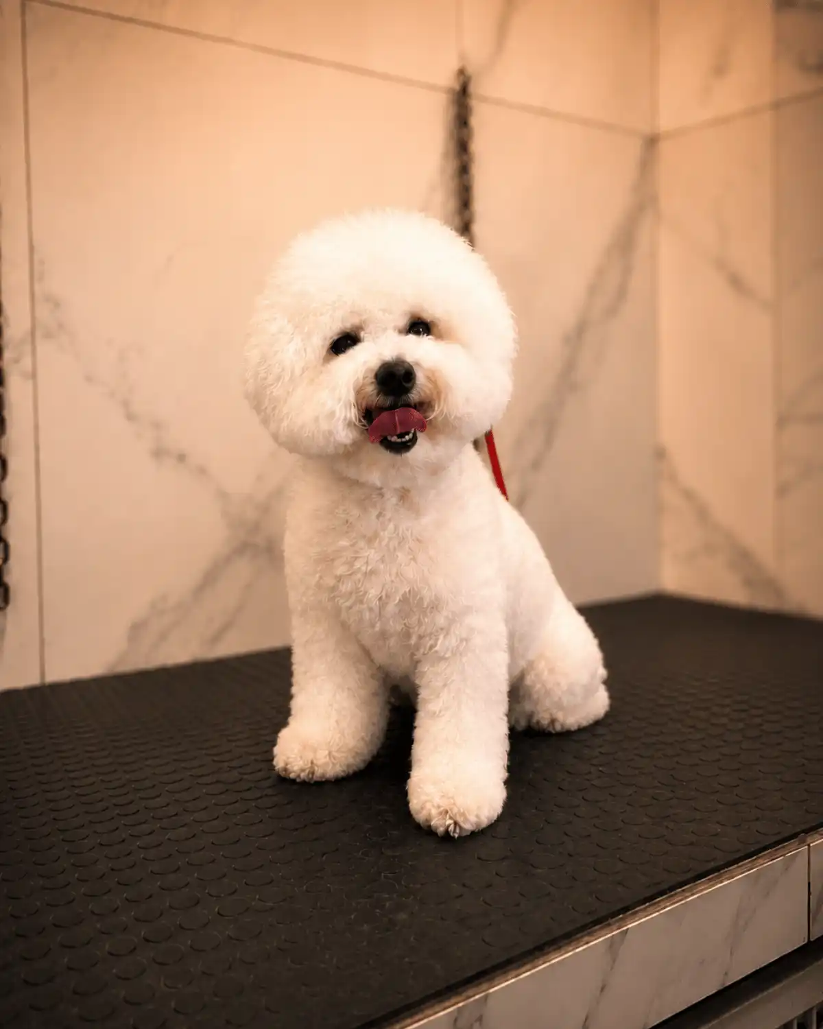 Bichon Frisé depois da tosa da raça realizada por Andréa Miranda no Ipiranga