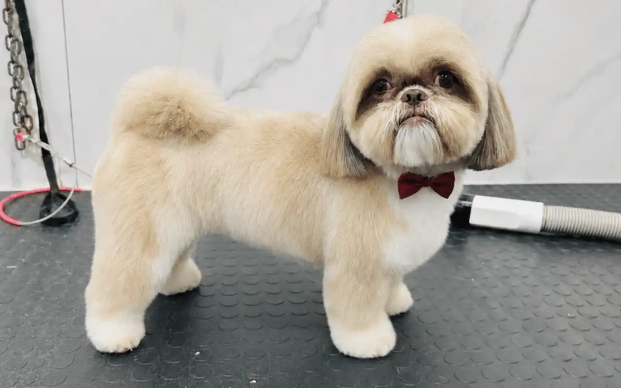Tosa na tesoura em Shih-Tzu na Ilpet Grooming no Ipiranga