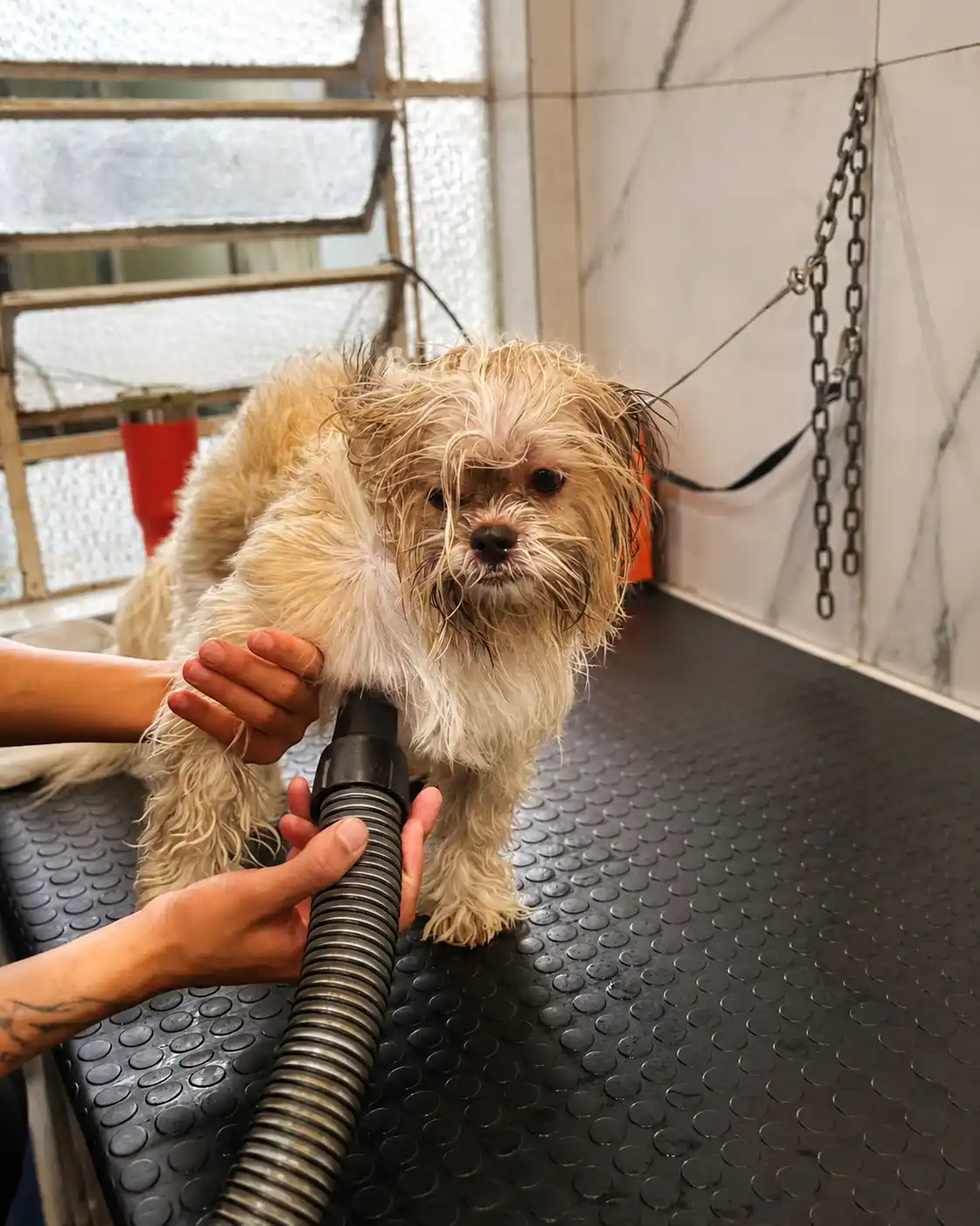 Secagem da pelagem antes da tosa na máquina na Ilpet Grooming no Ipiranga