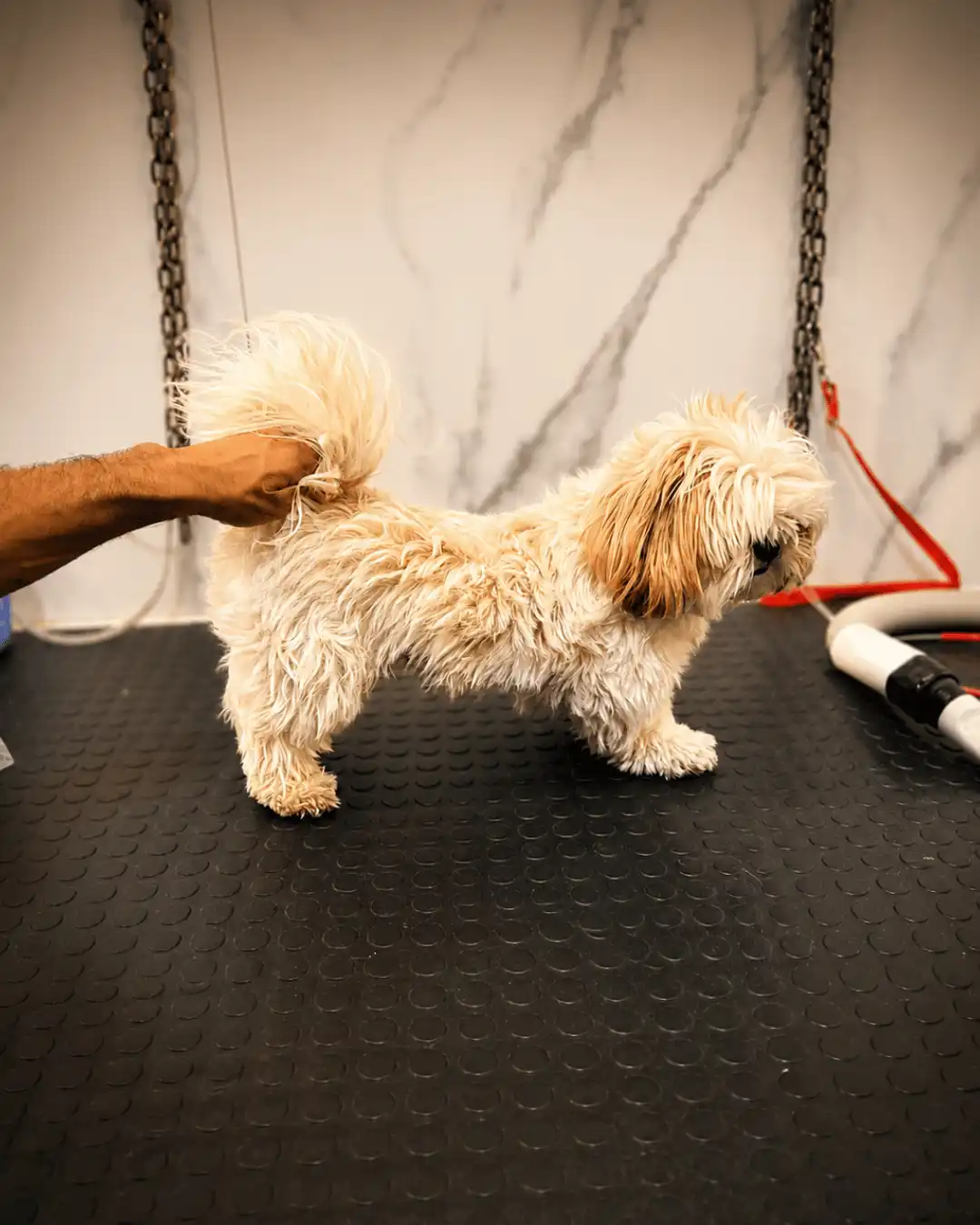 Shih-tzu antes da tosa personalizada com Andréa Miranda no Ipiranga