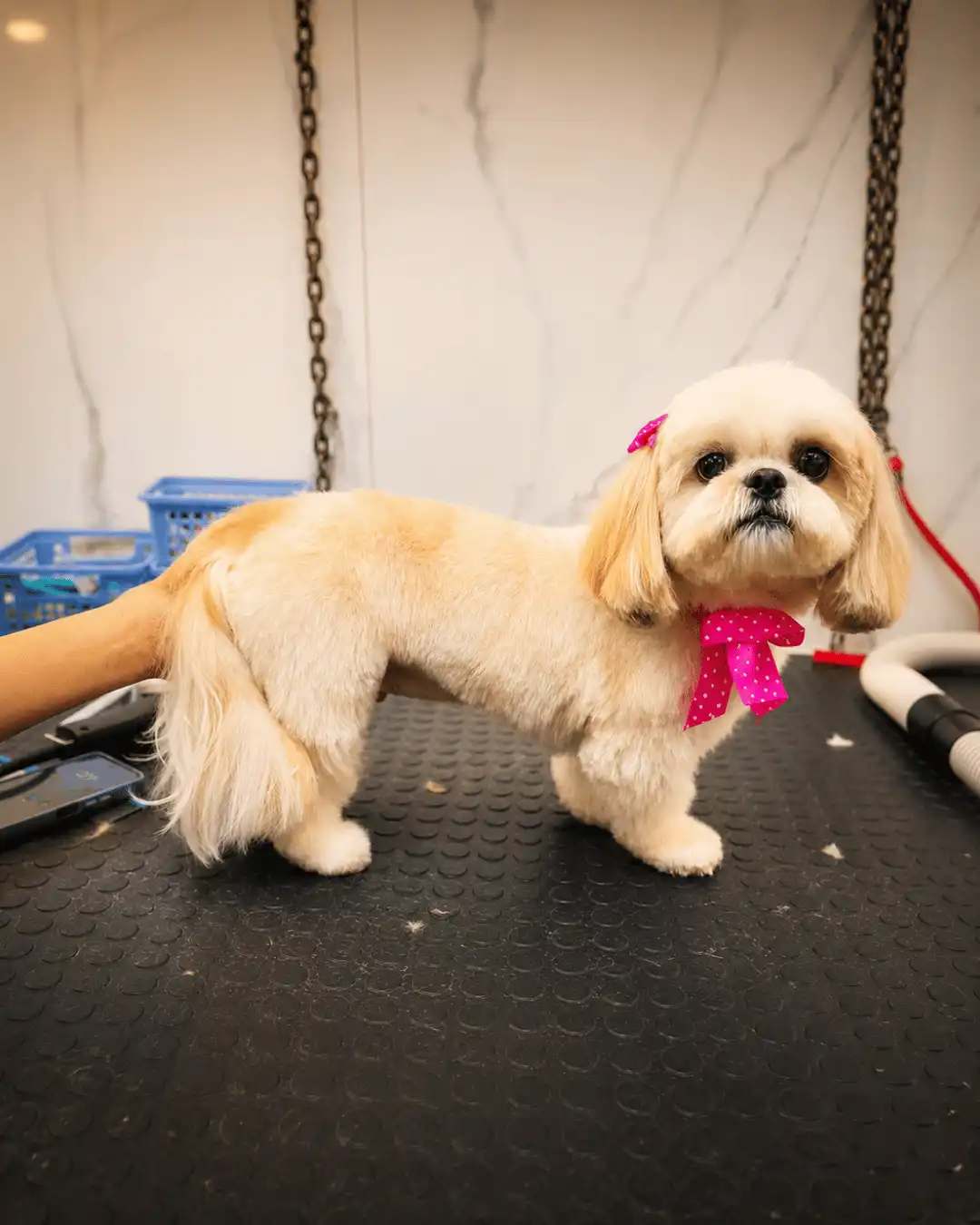 Shih-tzu depois da tosa personalizada de Andréa Miranda no Ipiranga