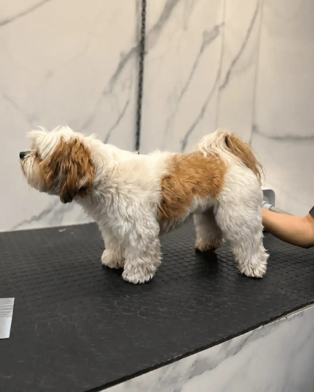 Shih-Tzu — Tosa na Máquina — resultado real na ILPET Grooming, Ipiranga