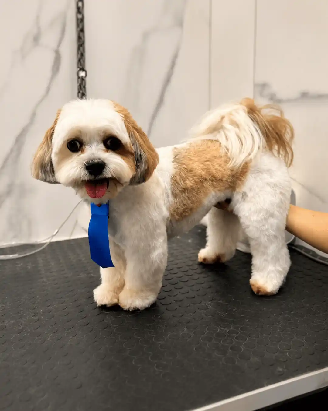 Shih-Tzu — Tosa na Máquina — resultado real na ILPET Grooming, Ipiranga