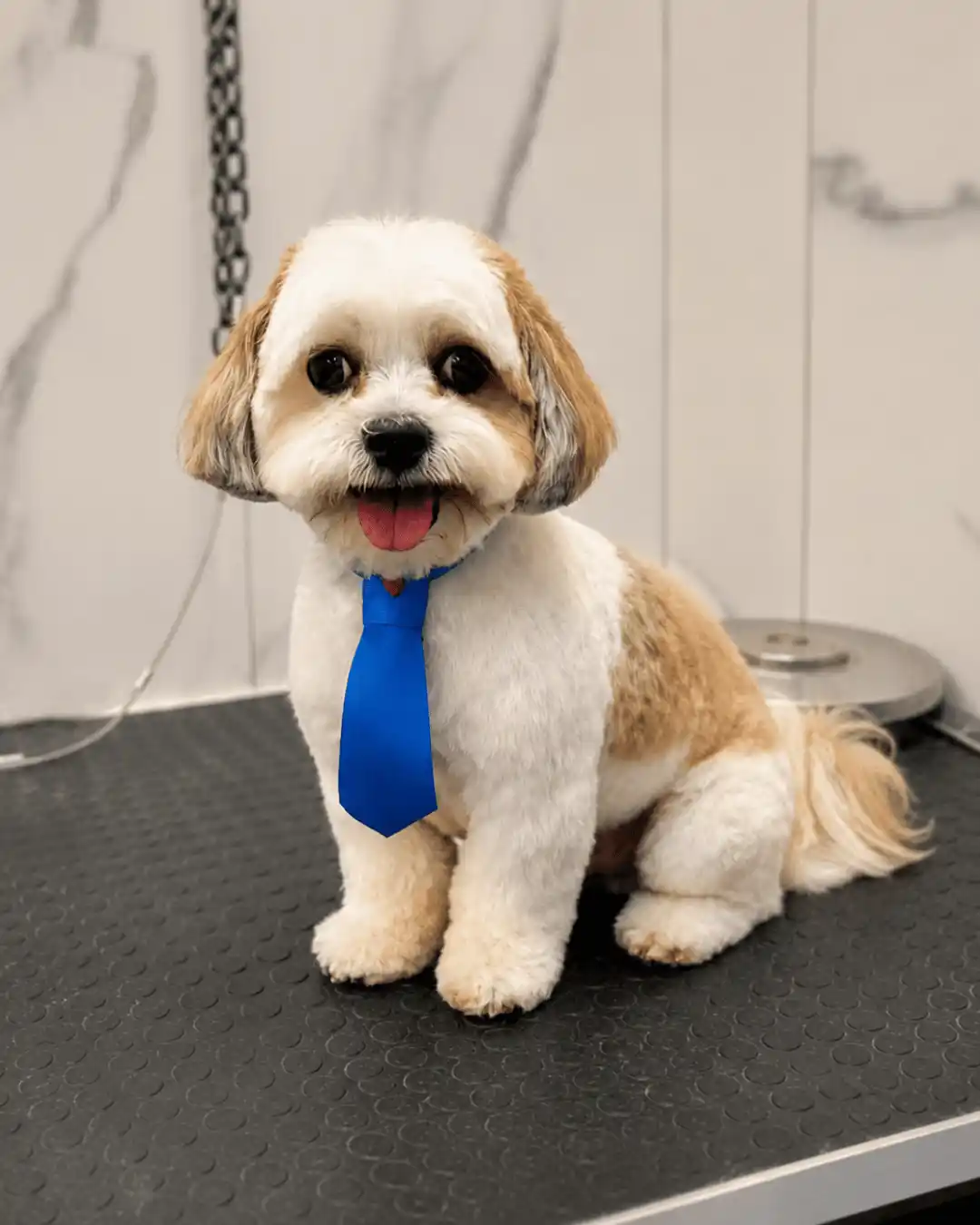 Shih-Tzu — Tosa na Máquina — resultado real na ILPET Grooming, Ipiranga