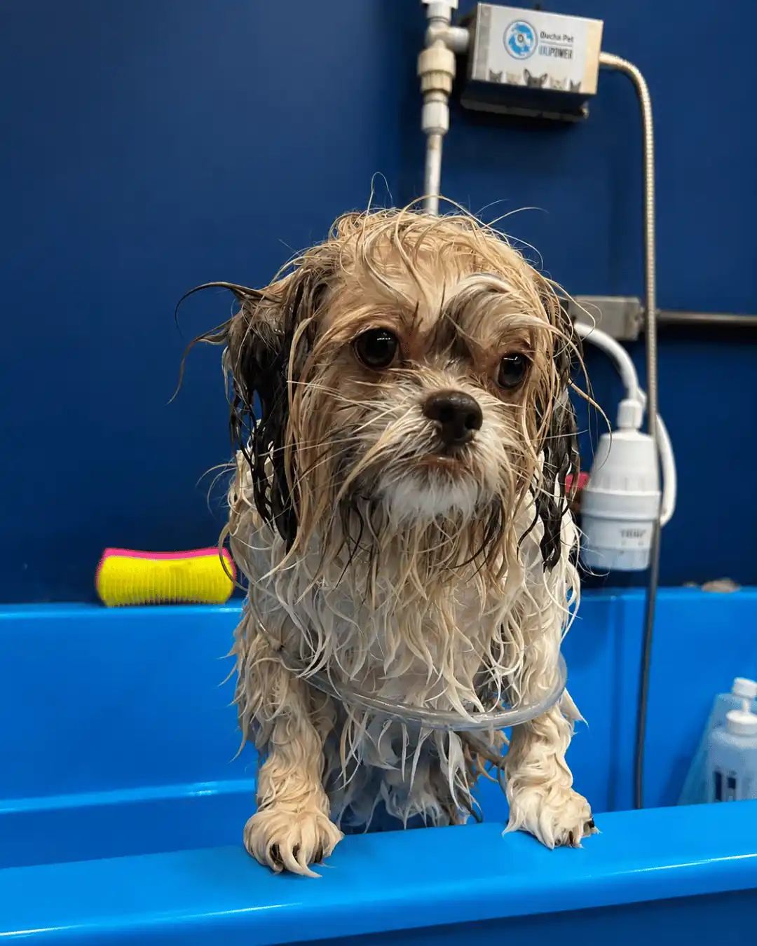 Banho profissional antes da tosa na máquina na Ilpet Grooming no Ipiranga