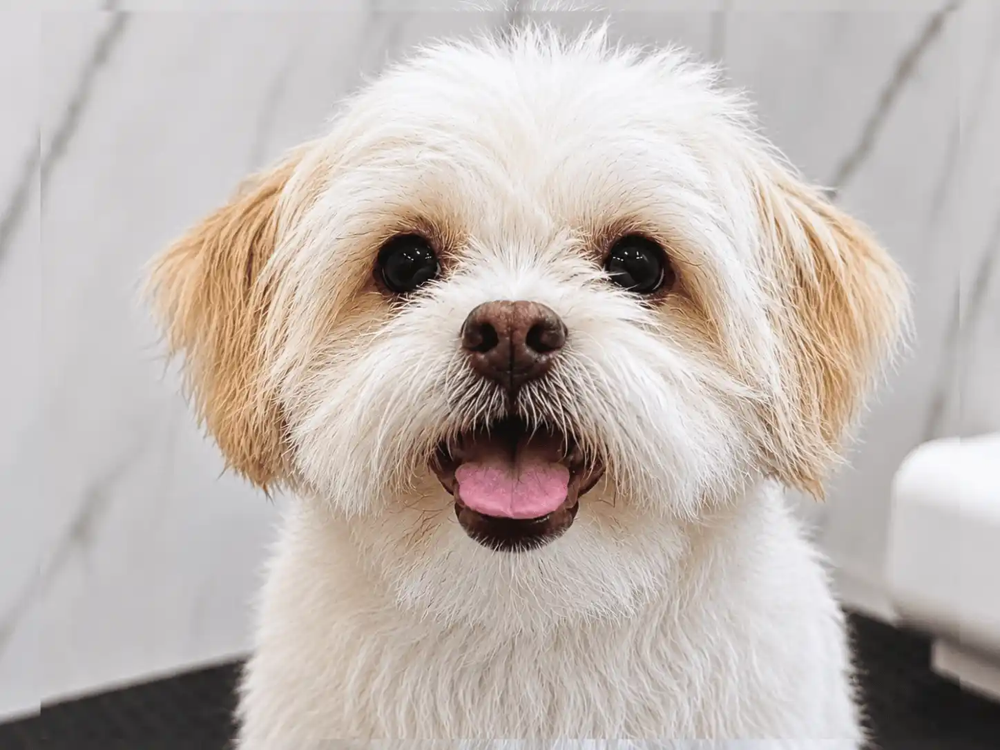 Shih-Tzu após banho e tosa higiênica sem acabamento no rostinho na Ilpet no Ipiranga em São Paulo