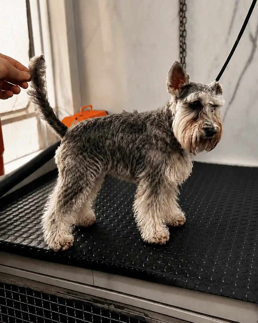 Antes do handstripping em cão atendido pela Ilpet Grooming no Ipiranga