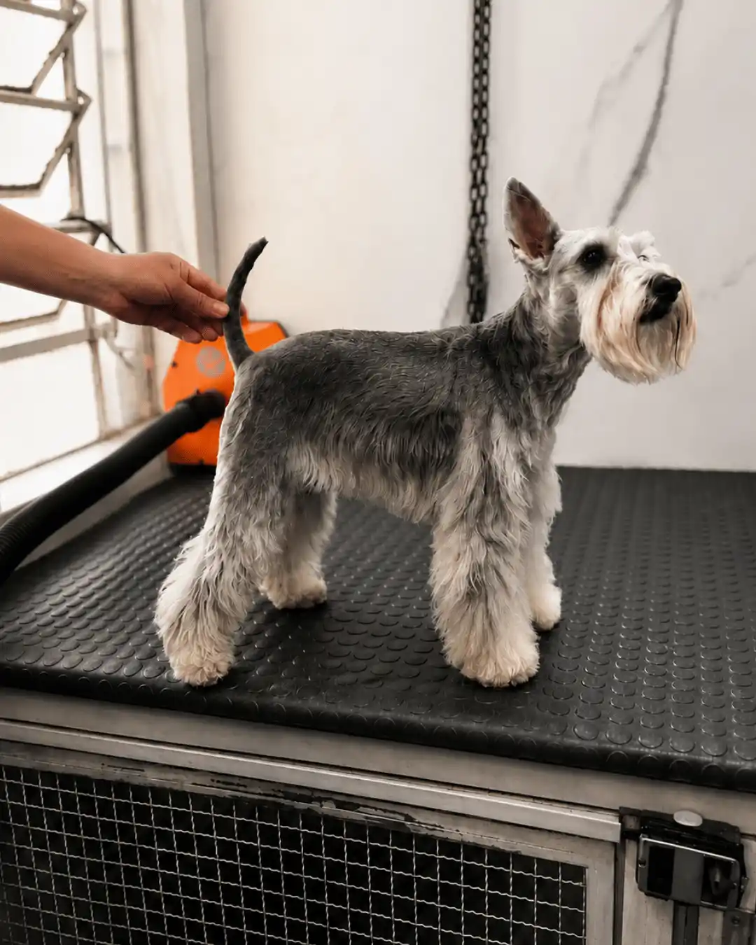 Depois do handstripping em cão atendido pela Ilpet Grooming no Ipiranga
