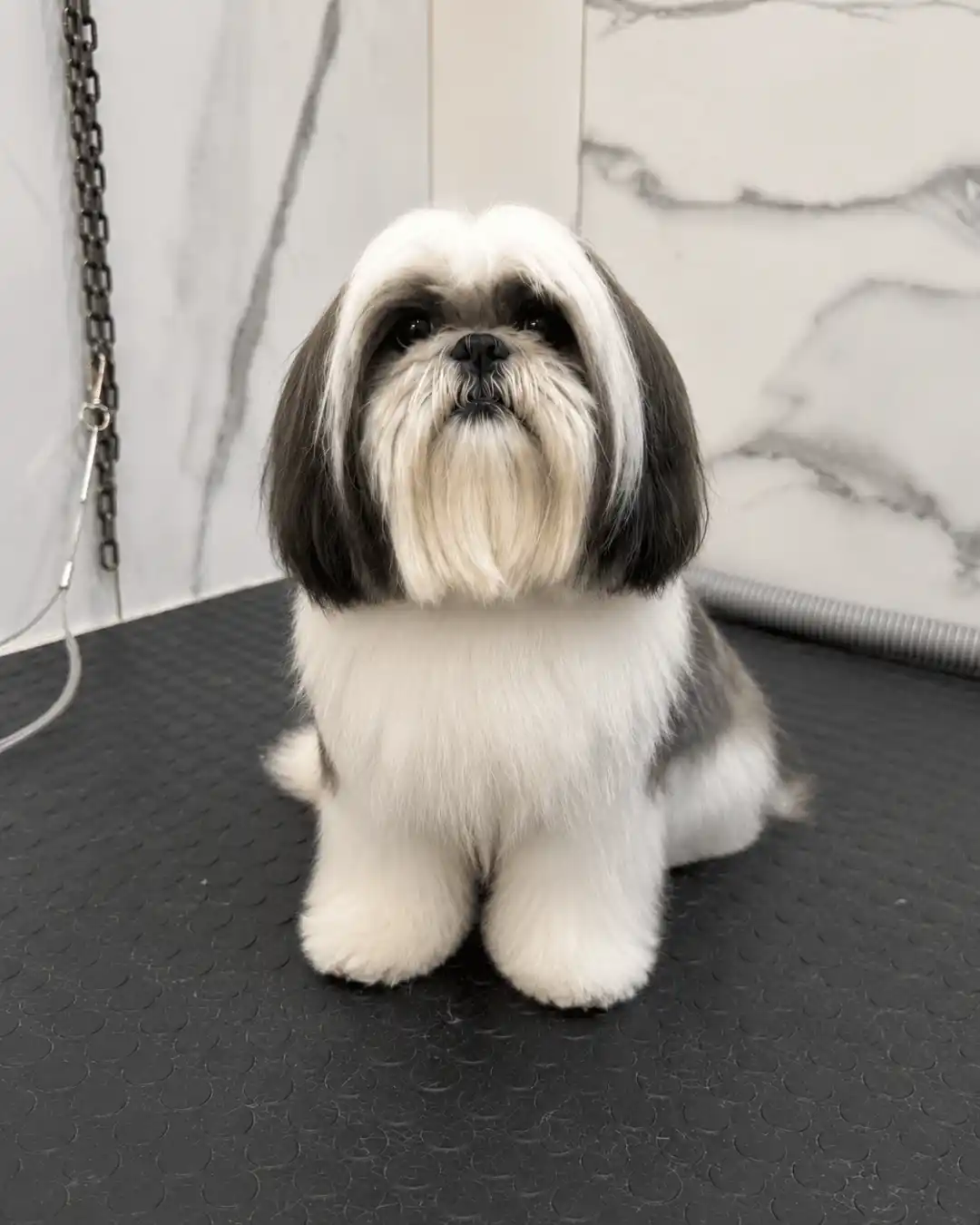 Cão com pelagem hidratada e acabamento refinado na Ilpet Grooming