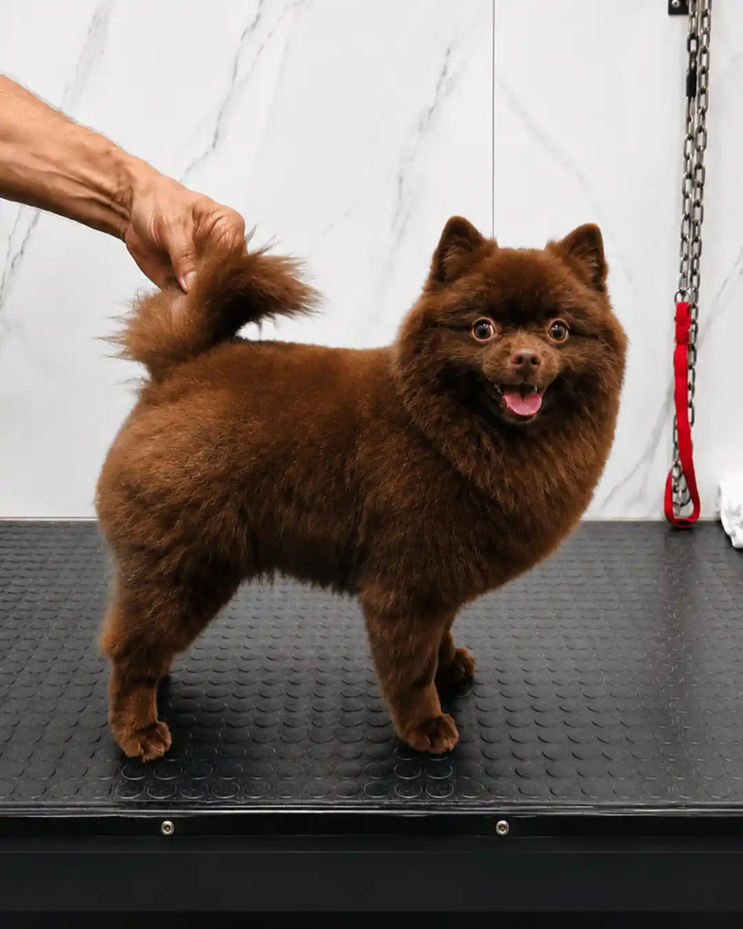 Spitz Alemão atendido por groomers especializados da Ilpet no Ipiranga