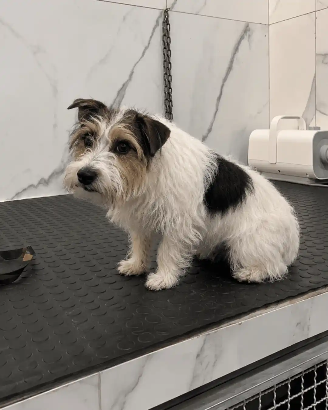 Cão de pelagem compatível com handstripping na Ilpet Grooming no Ipiranga