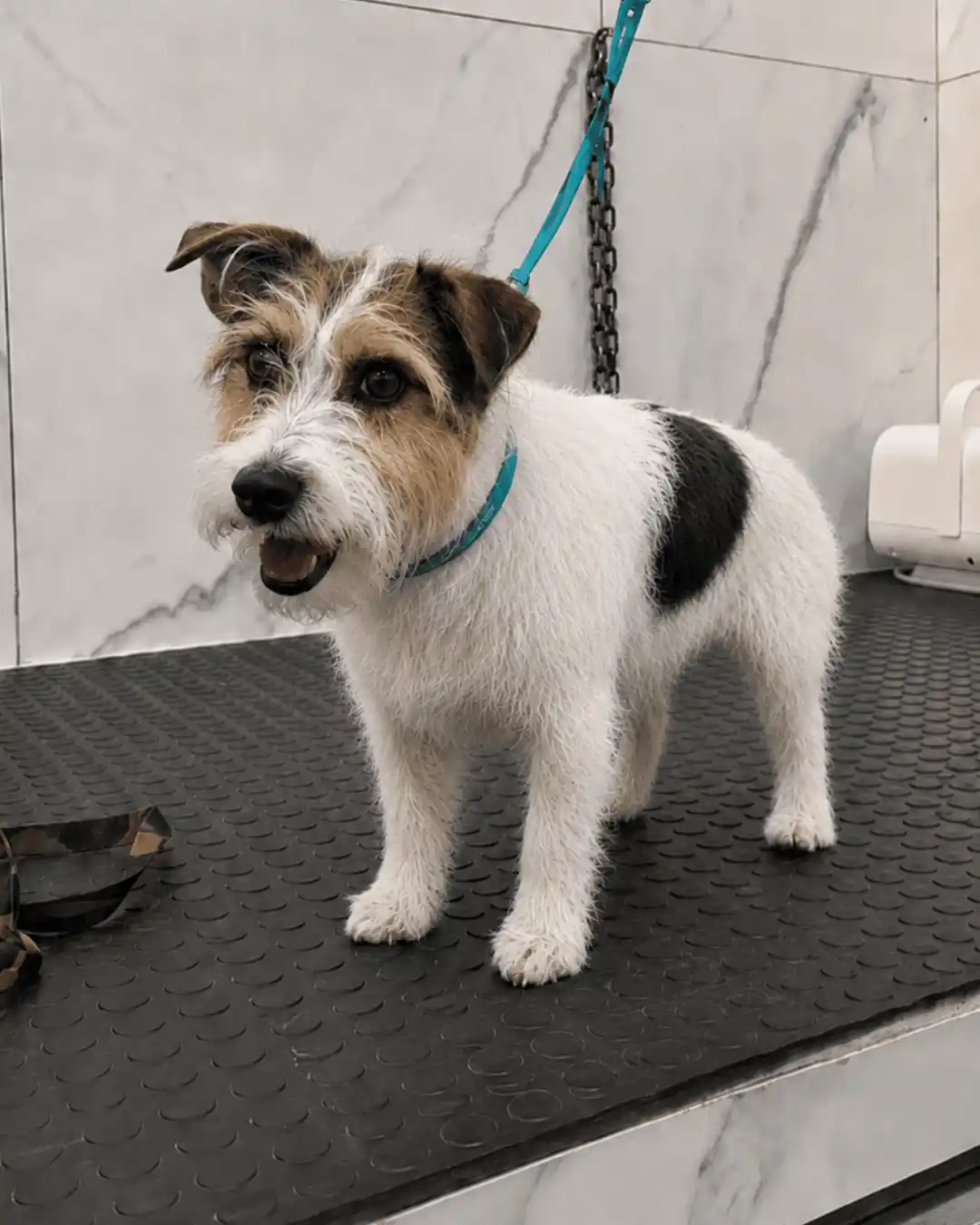 Groomer realizando handstripping em cão de pelagem dura na Ilpet Grooming no Ipiranga