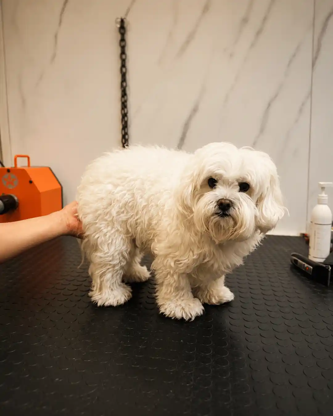 Shih-Tzu antes da tosa bebê na Ilpet Grooming no Ipiranga