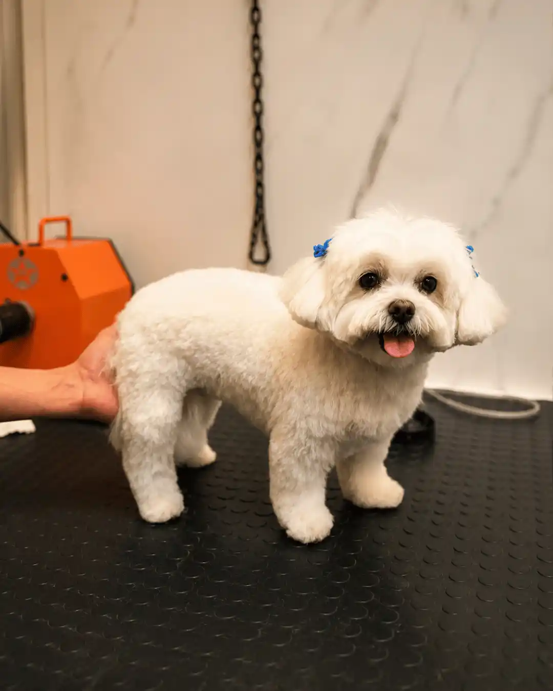 Shih-Tzu depois da tosa bebê na tesoura na Ilpet Grooming no Ipiranga