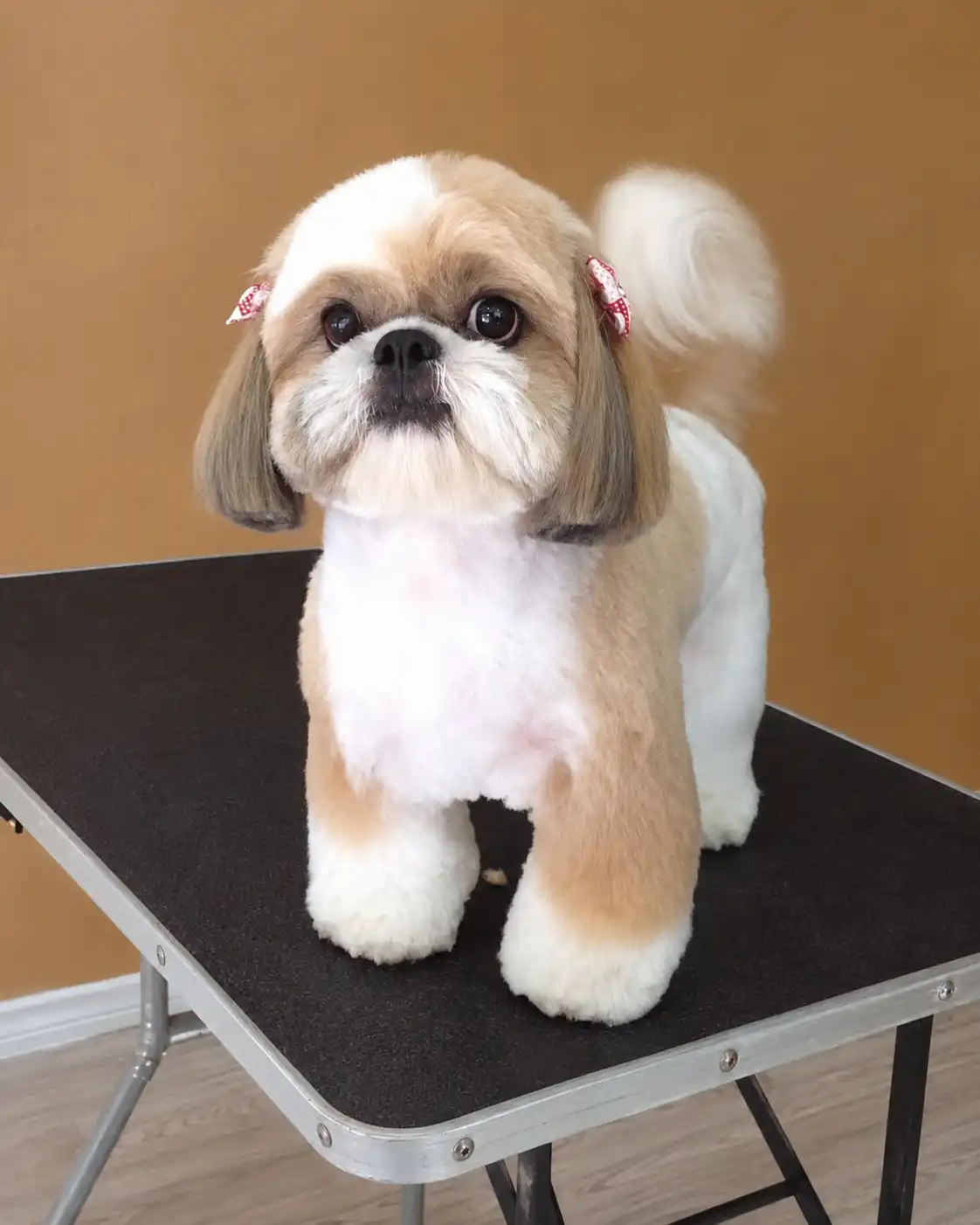 Referência de tosa de Shih-Tzu mais pedida por tutores na Ilpet Grooming no Ipiranga