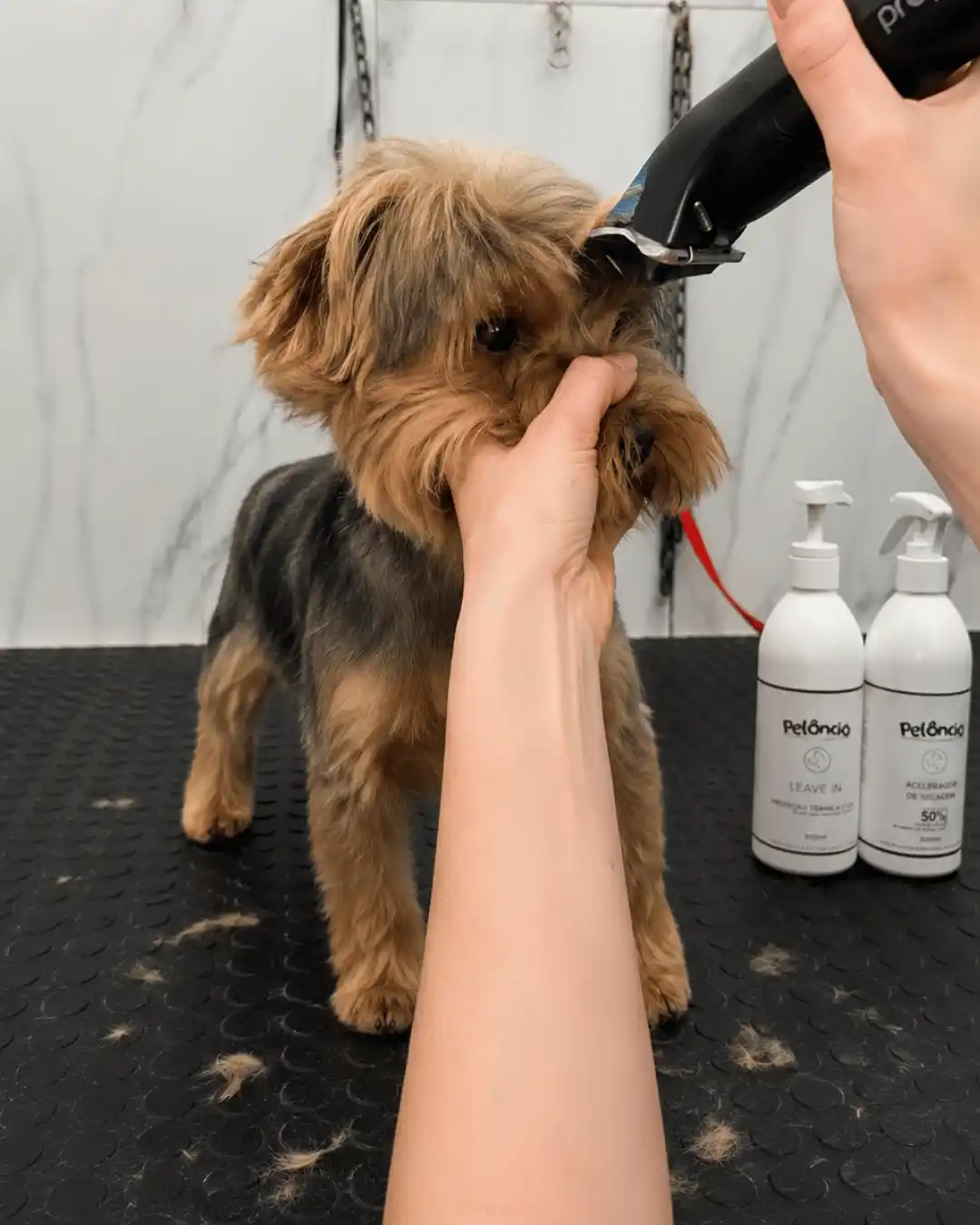Avaliação da pelagem de Yorkshire Terrier antes do desembolo na Ilpet