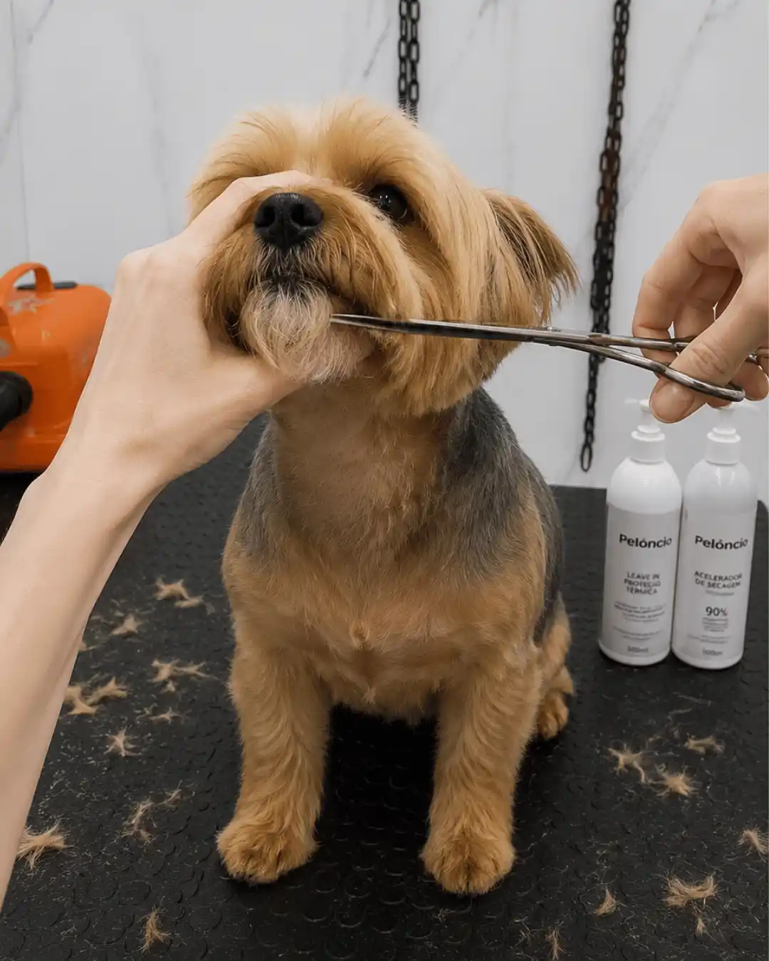 Yorkshire Terrier atendido por profissionais especializados na Ilpet no Ipiranga