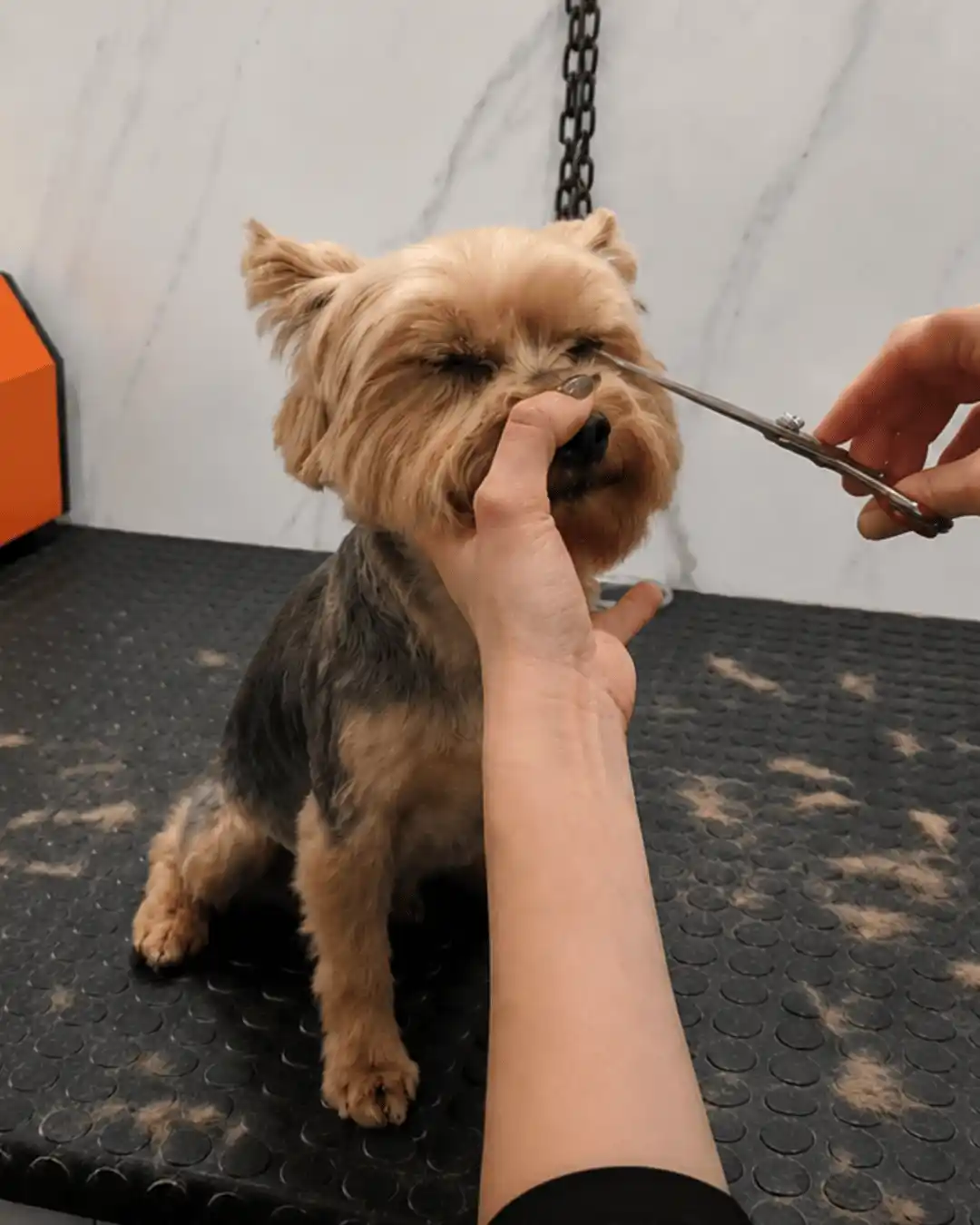 Construção especializada do rosto de Yorkshire Terrier na Ilpet