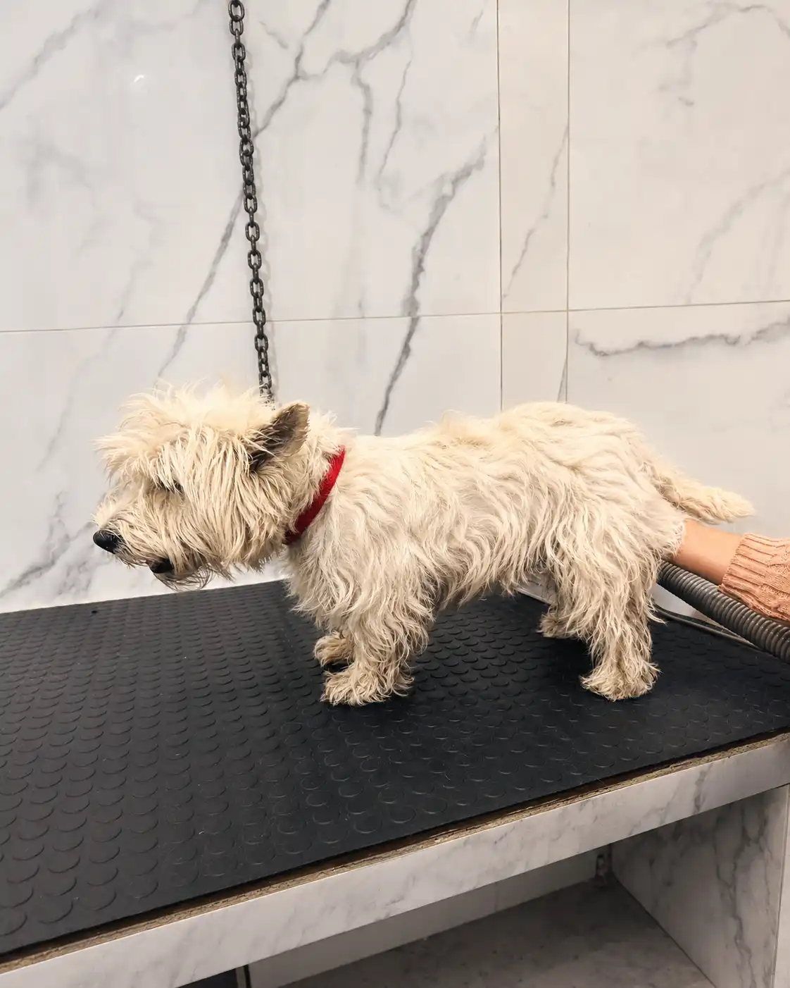 Cão antes da tosa da raça na Ilpet Grooming no Ipiranga