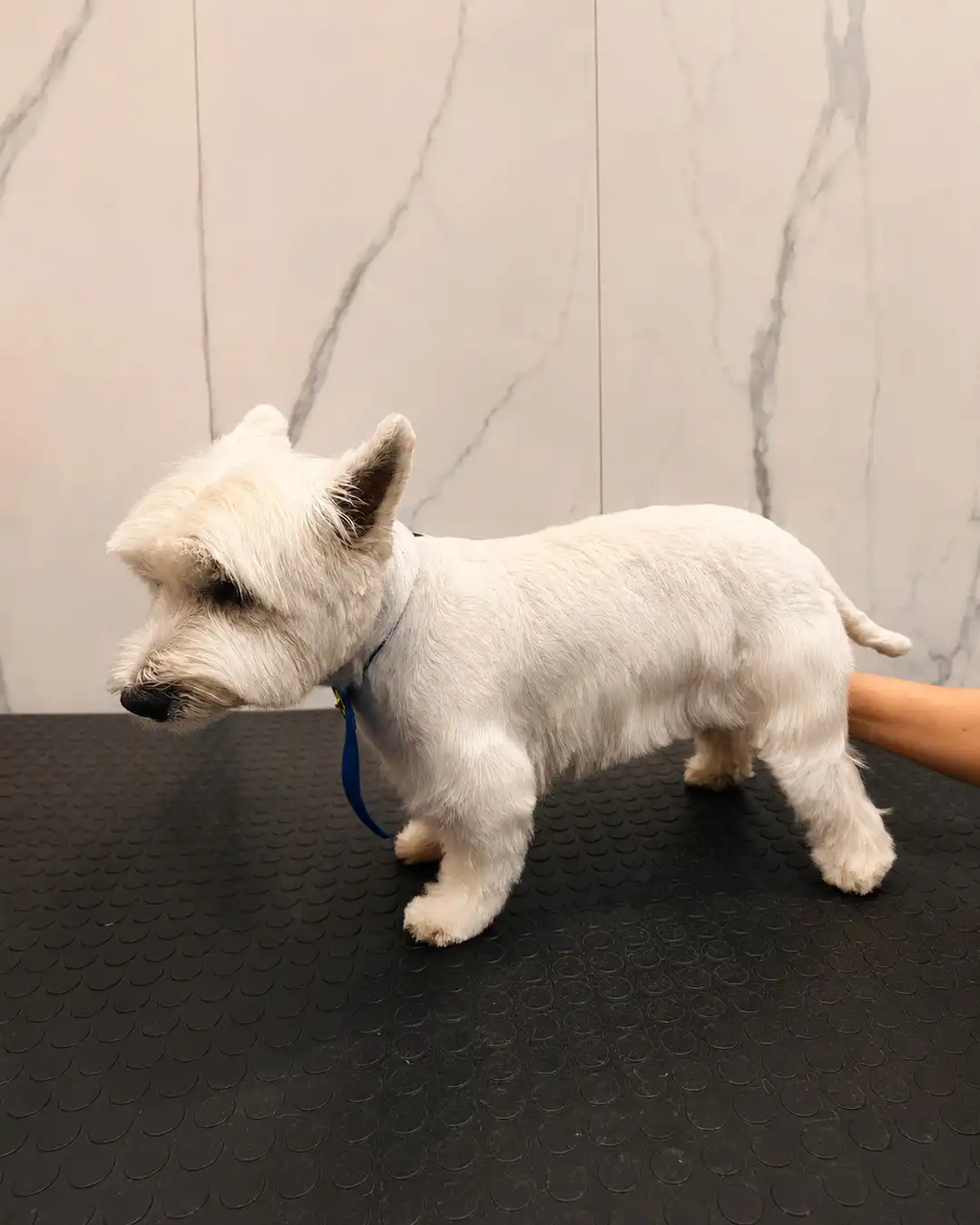 Cão depois da tosa da raça na Ilpet Grooming no Ipiranga