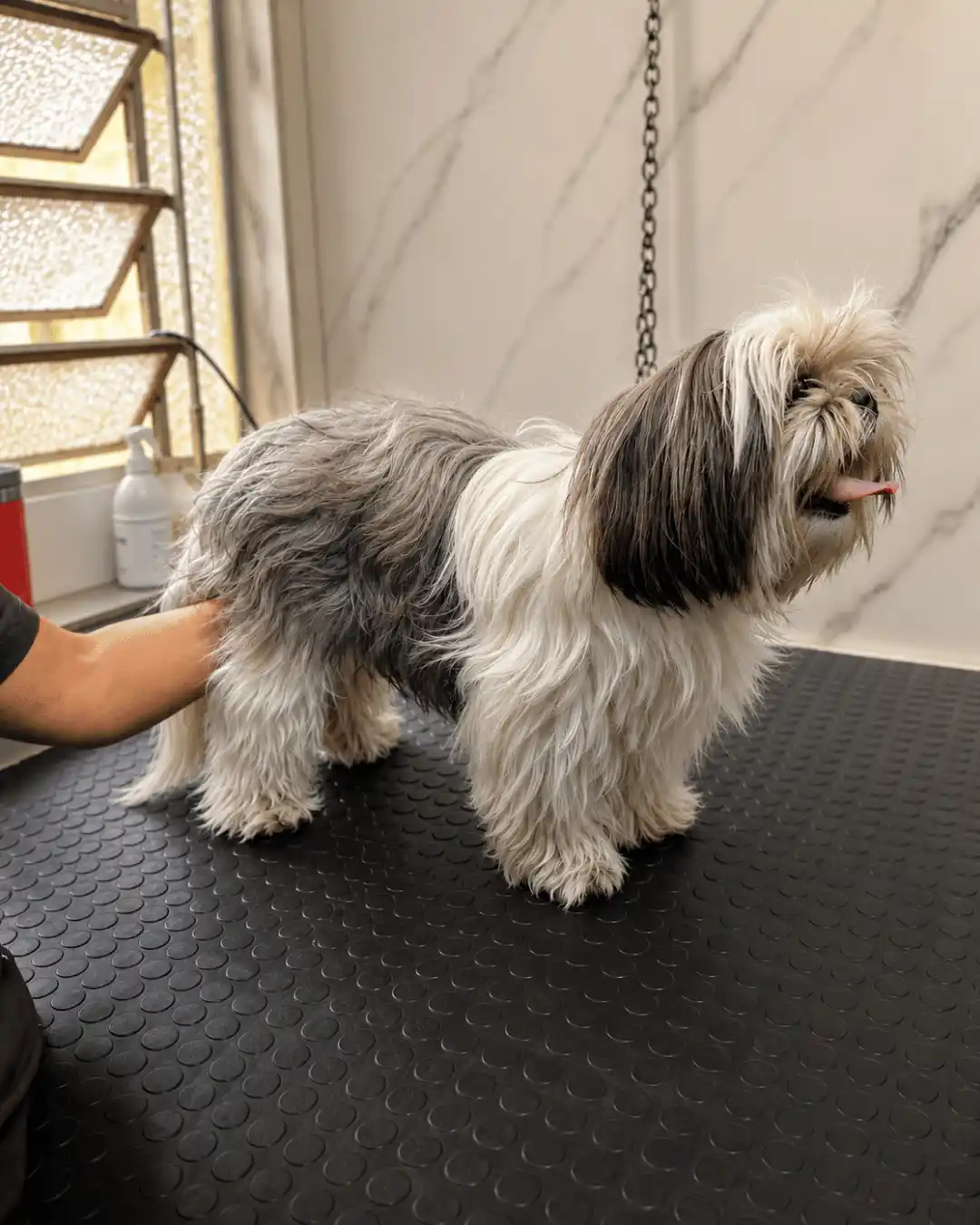Antes — Shih-Tzu Tosa na Máquina