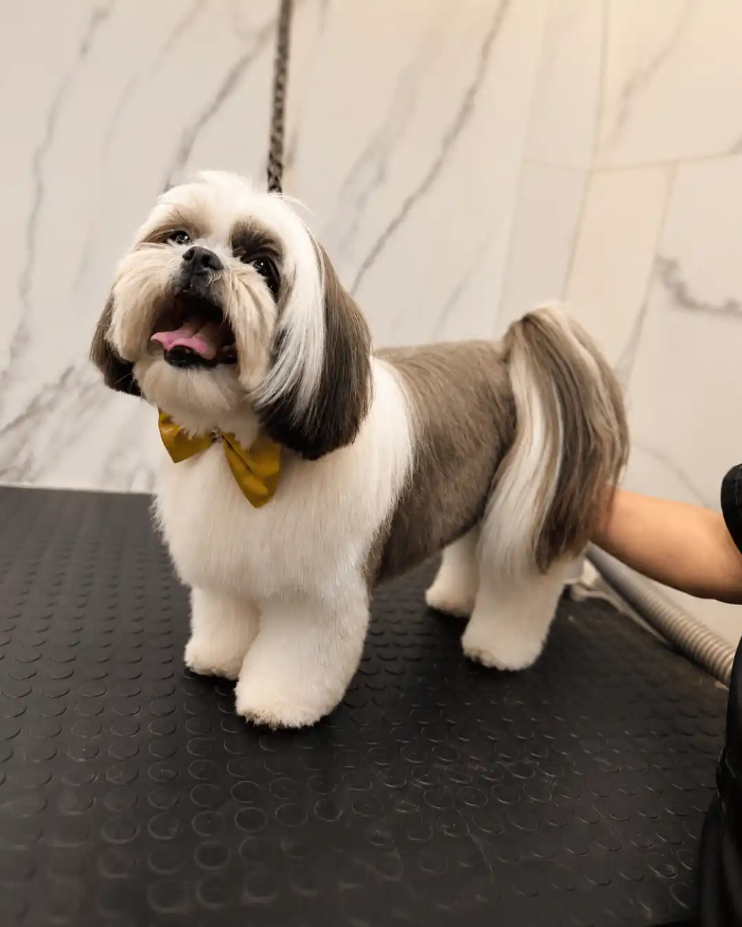Depois — Shih-Tzu Tosa na Máquina