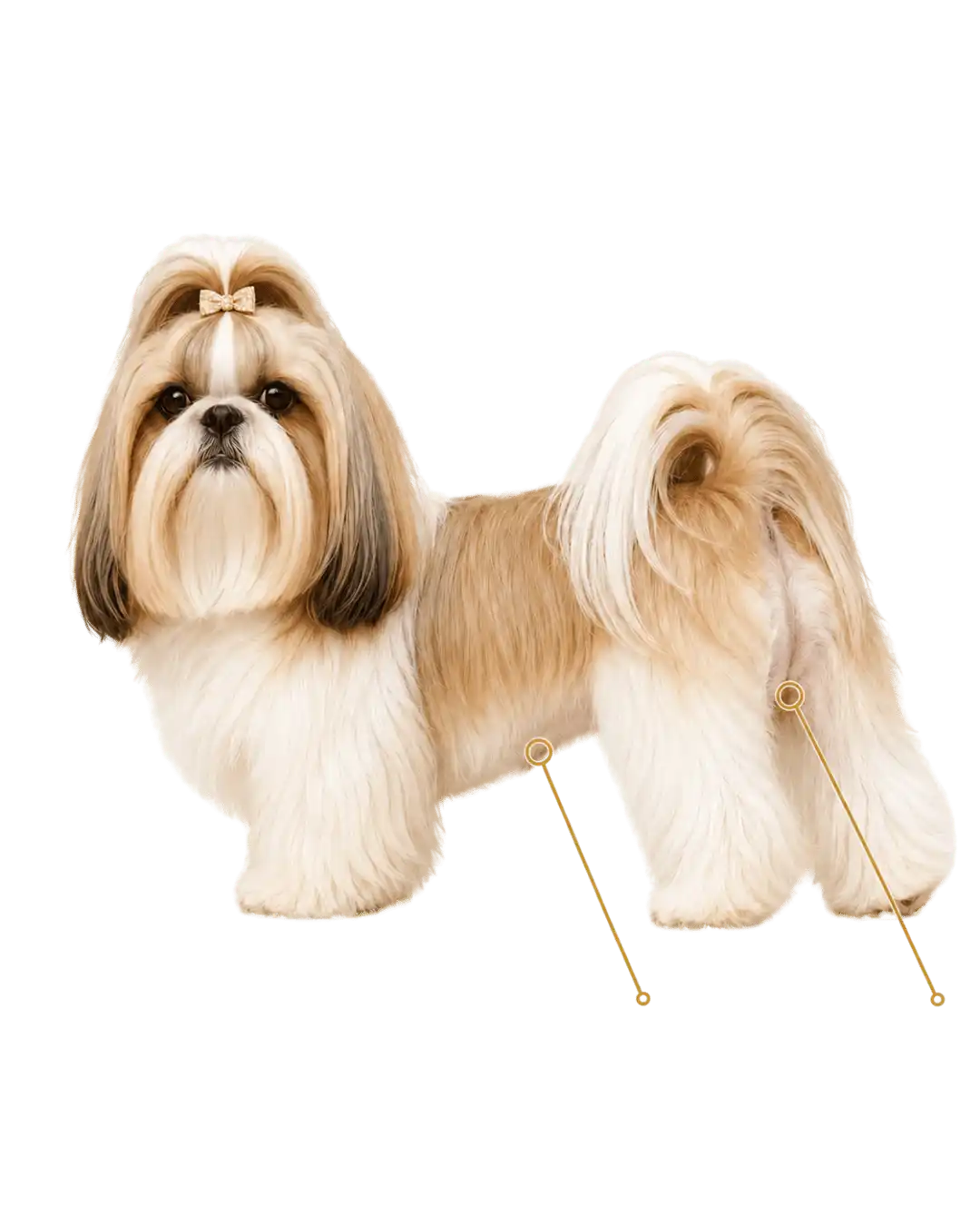 Shih-Tzu demonstrando as áreas da barriguinha e região íntima cuidadas na tosa higiênica da Ilpet no Ipiranga em São Paulo