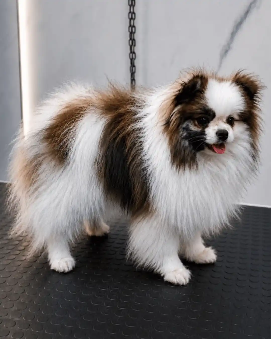 Spitz Alemão antes do trimming especializado na Ilpet no Ipiranga