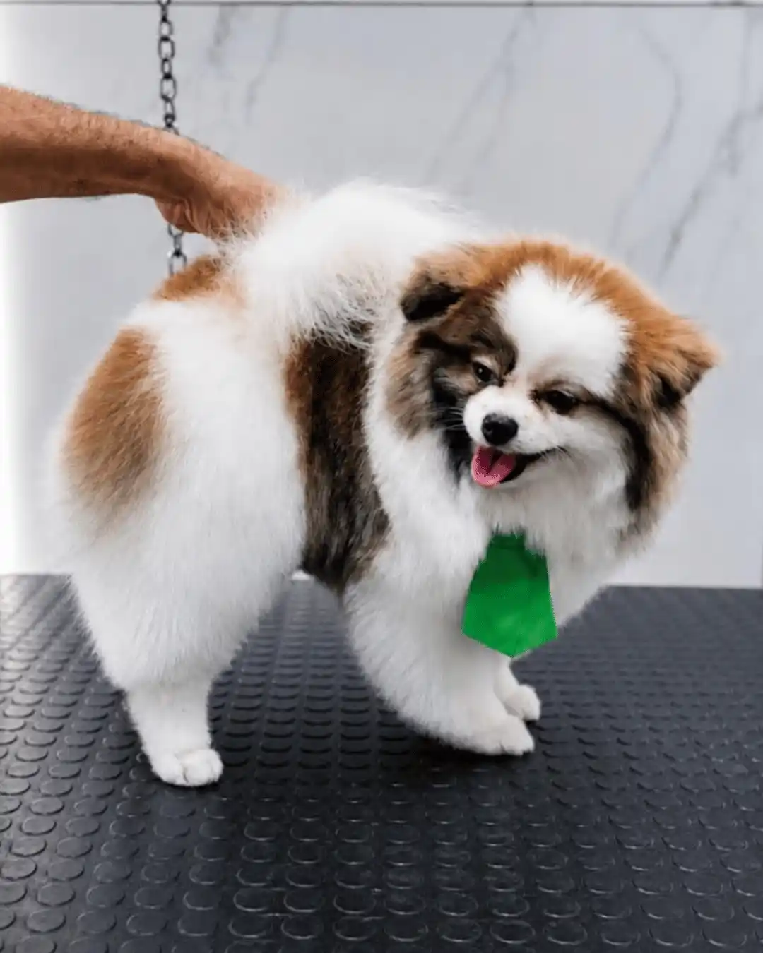 Spitz Alemão depois do trimming especializado na Ilpet no Ipiranga