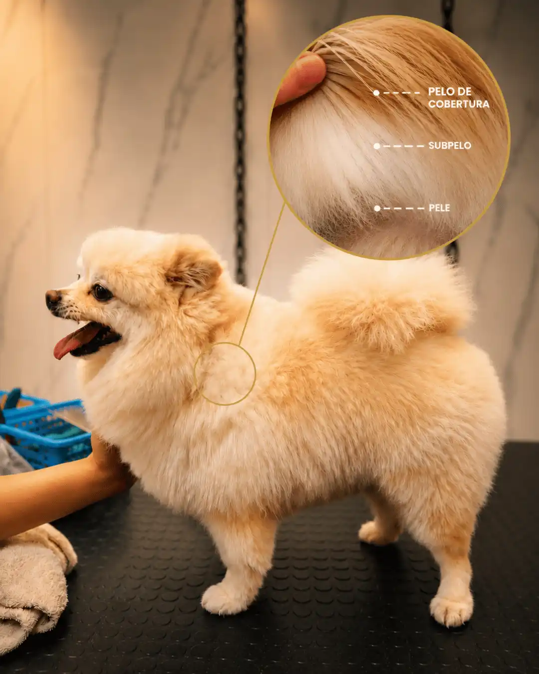 Spitz Alemão com pelagem natural preservada na Ilpet no Ipiranga