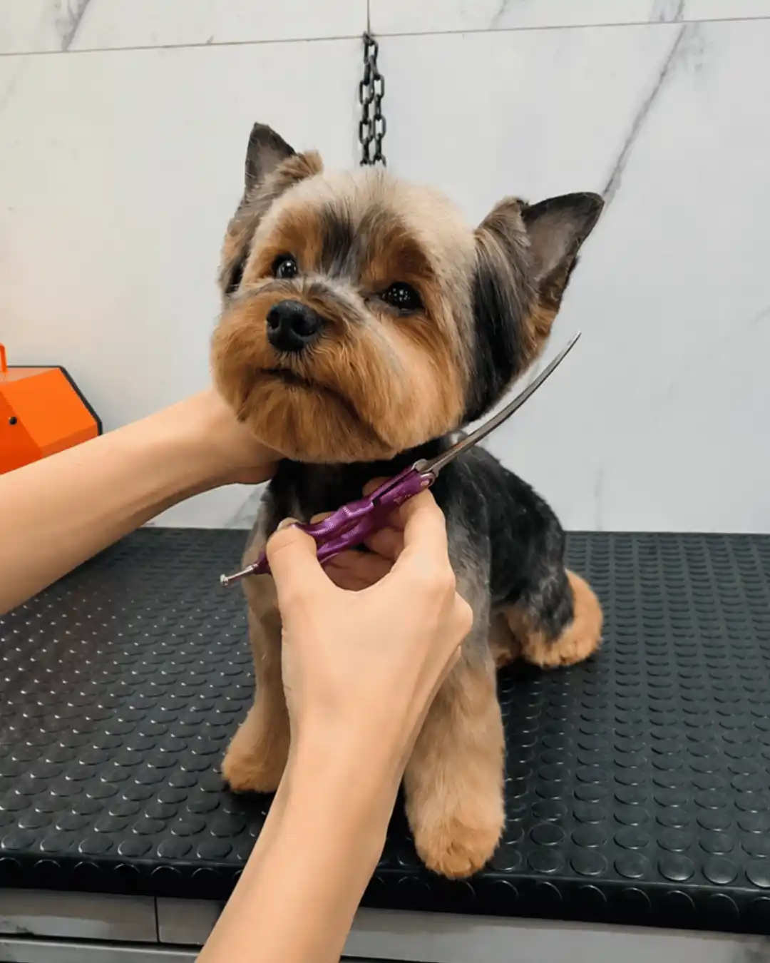 Yorkshire Terrier durante acabamento técnico de tosa na Ilpet