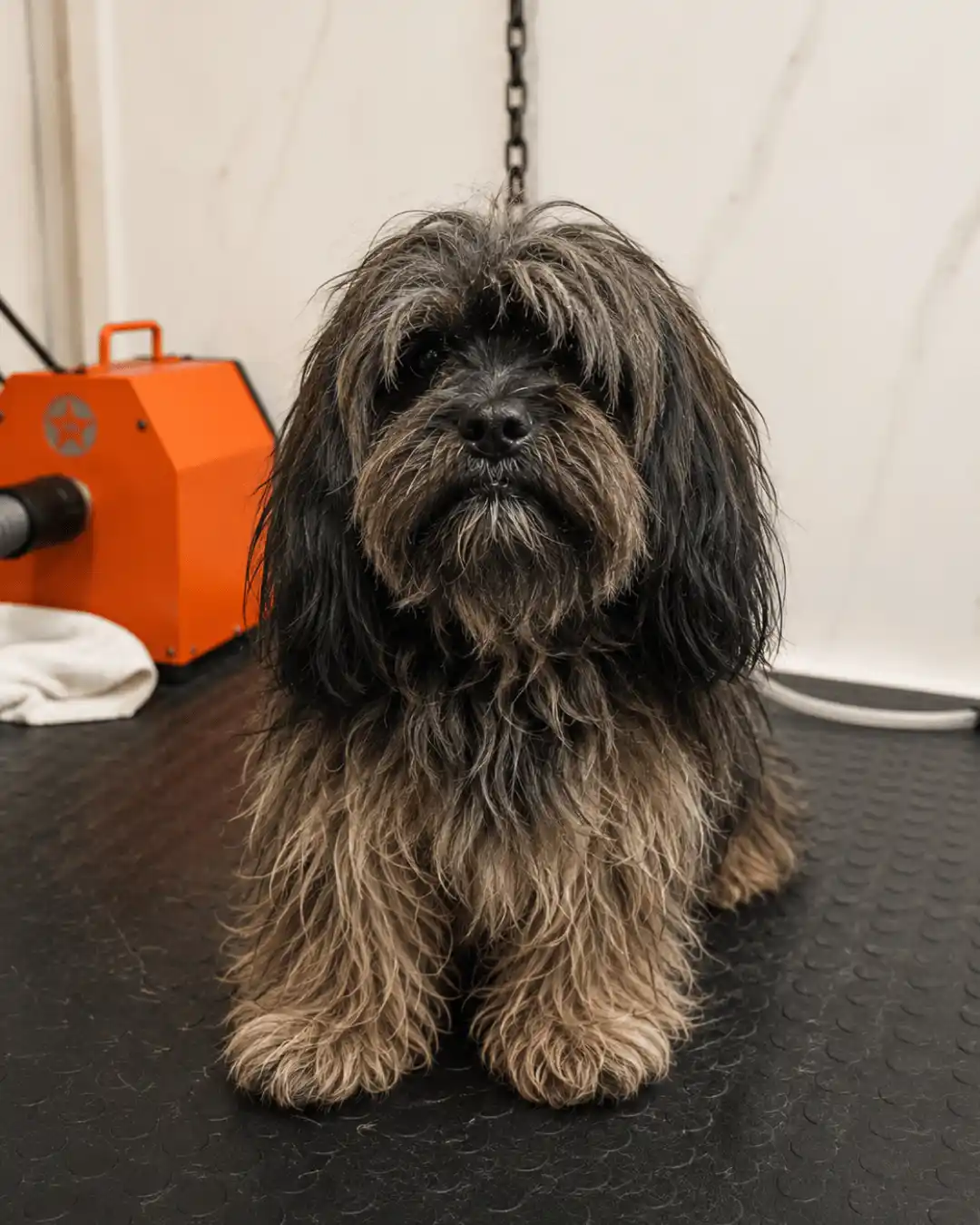Cão antes da tosa asiática na Ilpet Grooming no Ipiranga