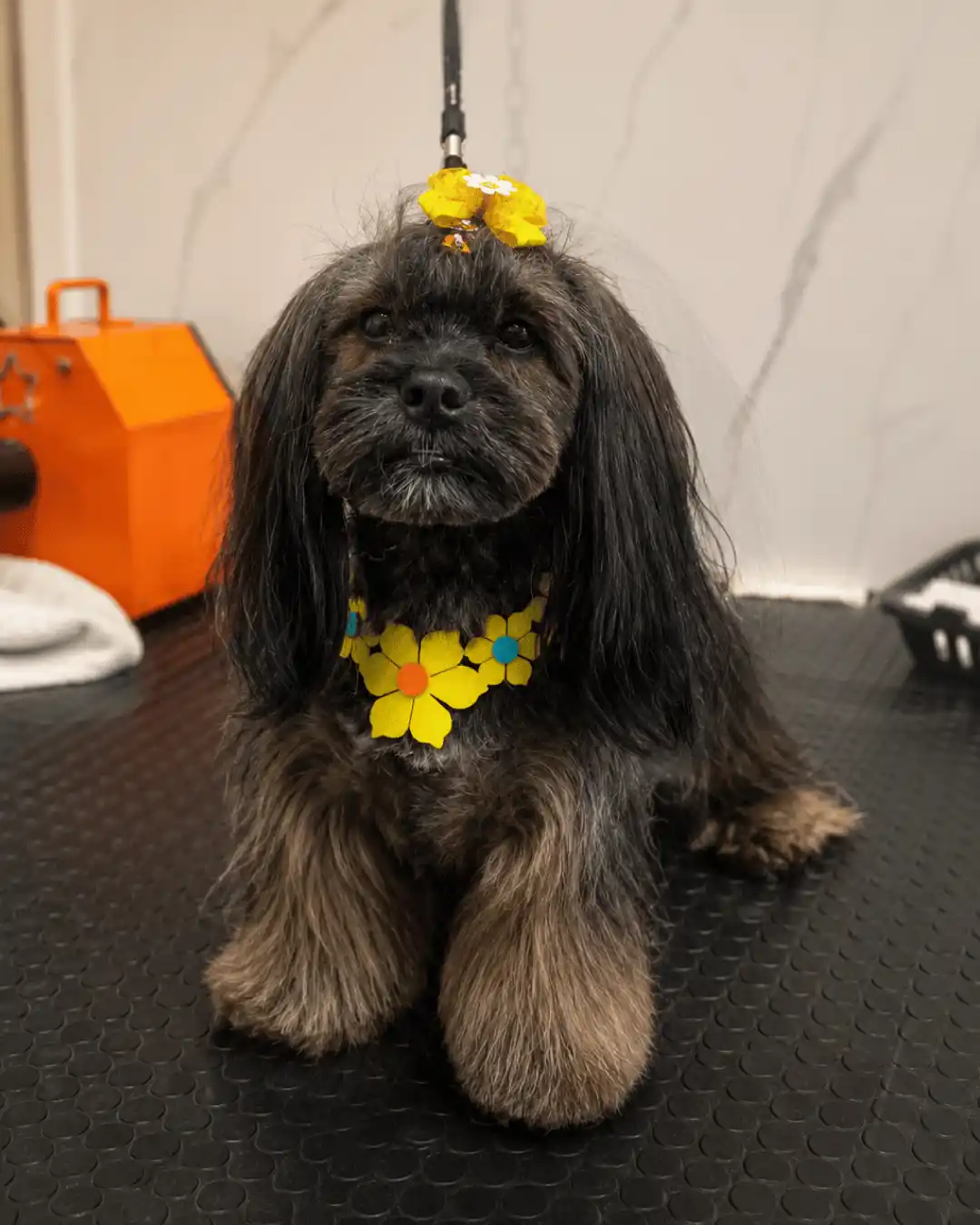 Cão depois da tosa asiática na Ilpet Grooming no Ipiranga