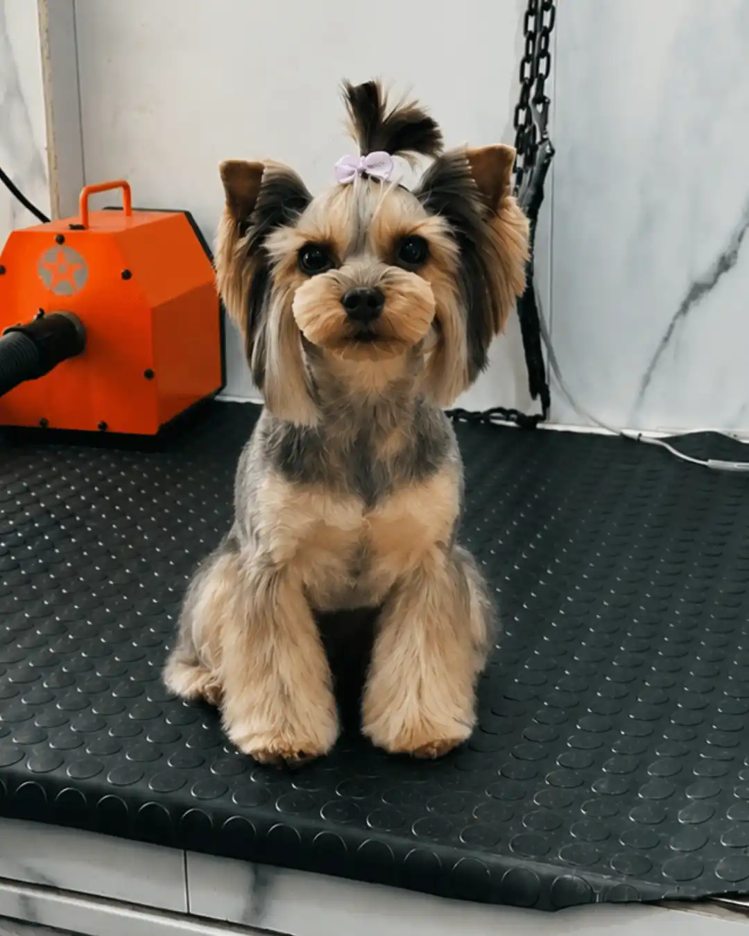 Yorkshire Terrier com tosa asiática especializada no Ipiranga
