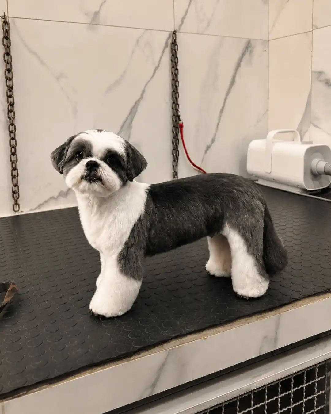 Shih-Tzu com tosa bebê baixa na Ilpet Grooming no Ipiranga