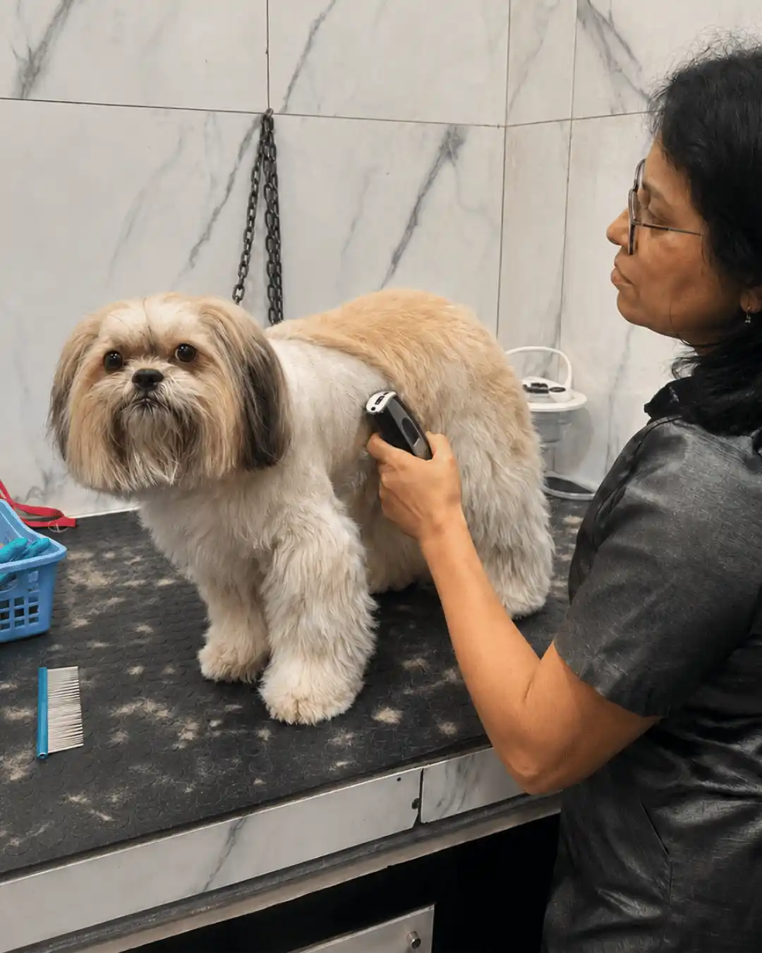 Tosa na máquina e acabamento profissional na Ilpet Grooming no Ipiranga