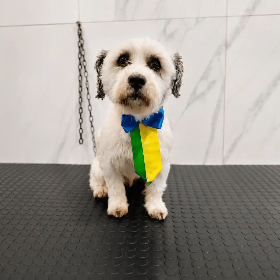 Cachorro após banho e tosa na máquina na Ilpet Grooming no Ipiranga