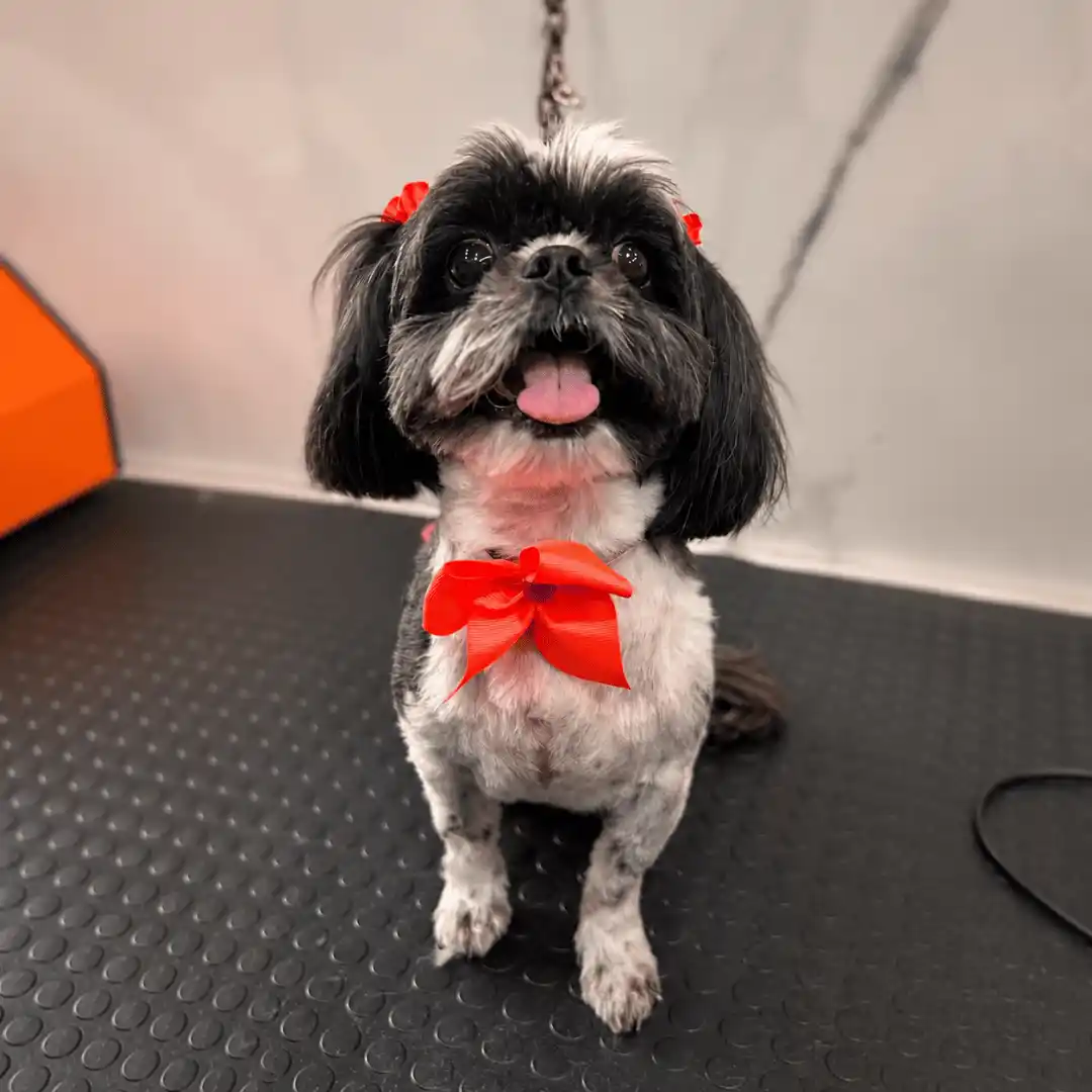 Resultado de tosa na máquina realizada pela equipe Ilpet Grooming no Ipiranga